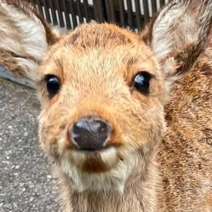 Meet your Posher, Ellsi